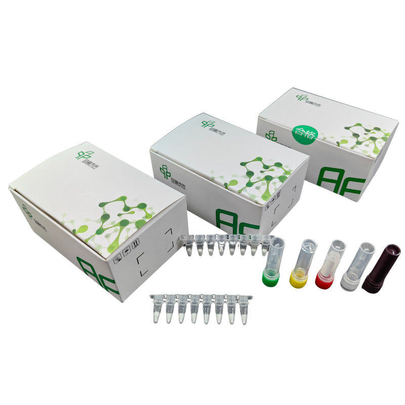 Respiratory Syncytial Virus Virus Detection Kit Isothermal For Rapid Diagnosis